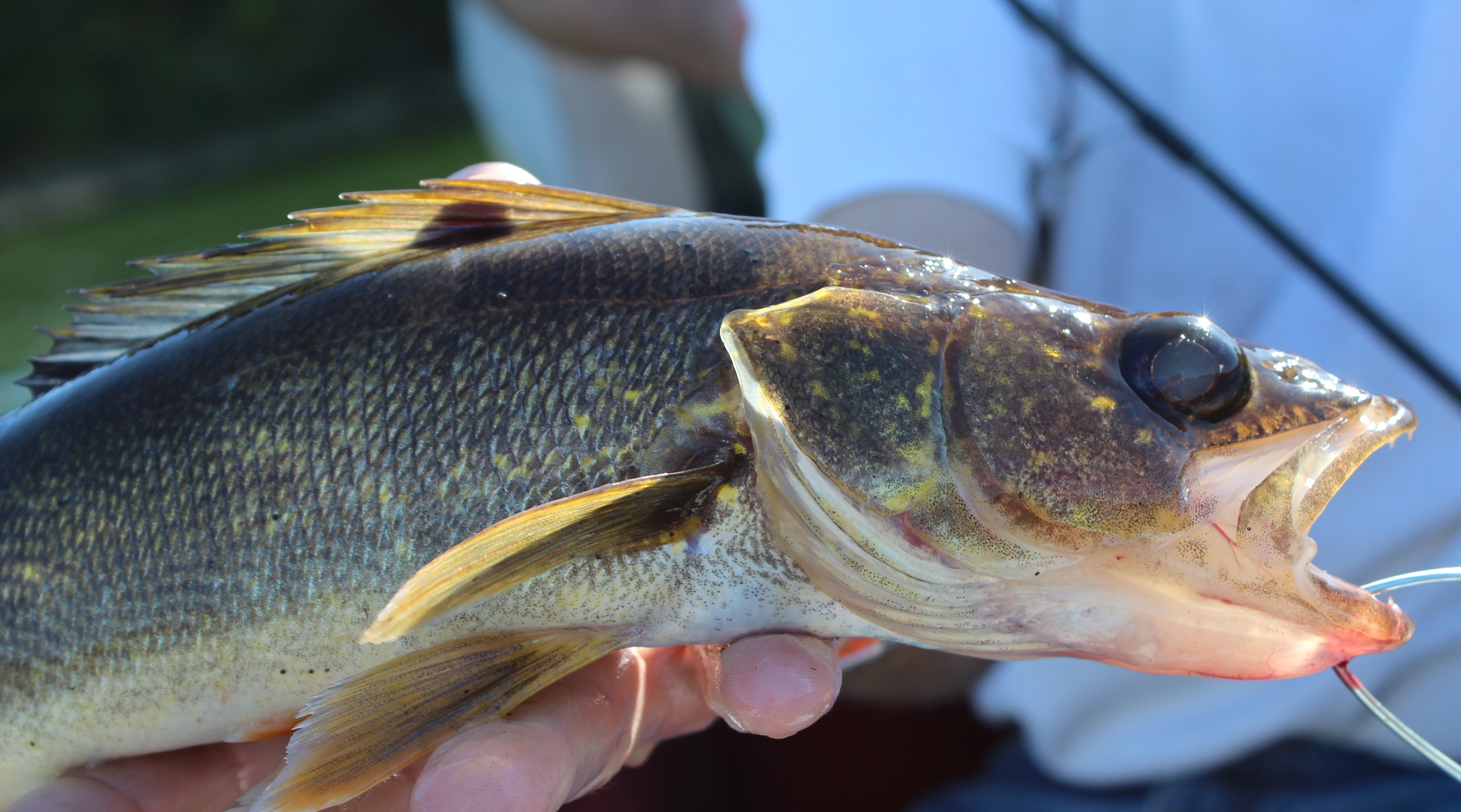 MN FISHING OPENER YIELDS MIXED RESULTS