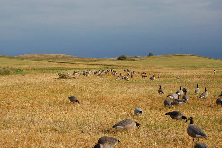 FROM THE DNR: Our early goose season is set!  Plus a whole lot more…