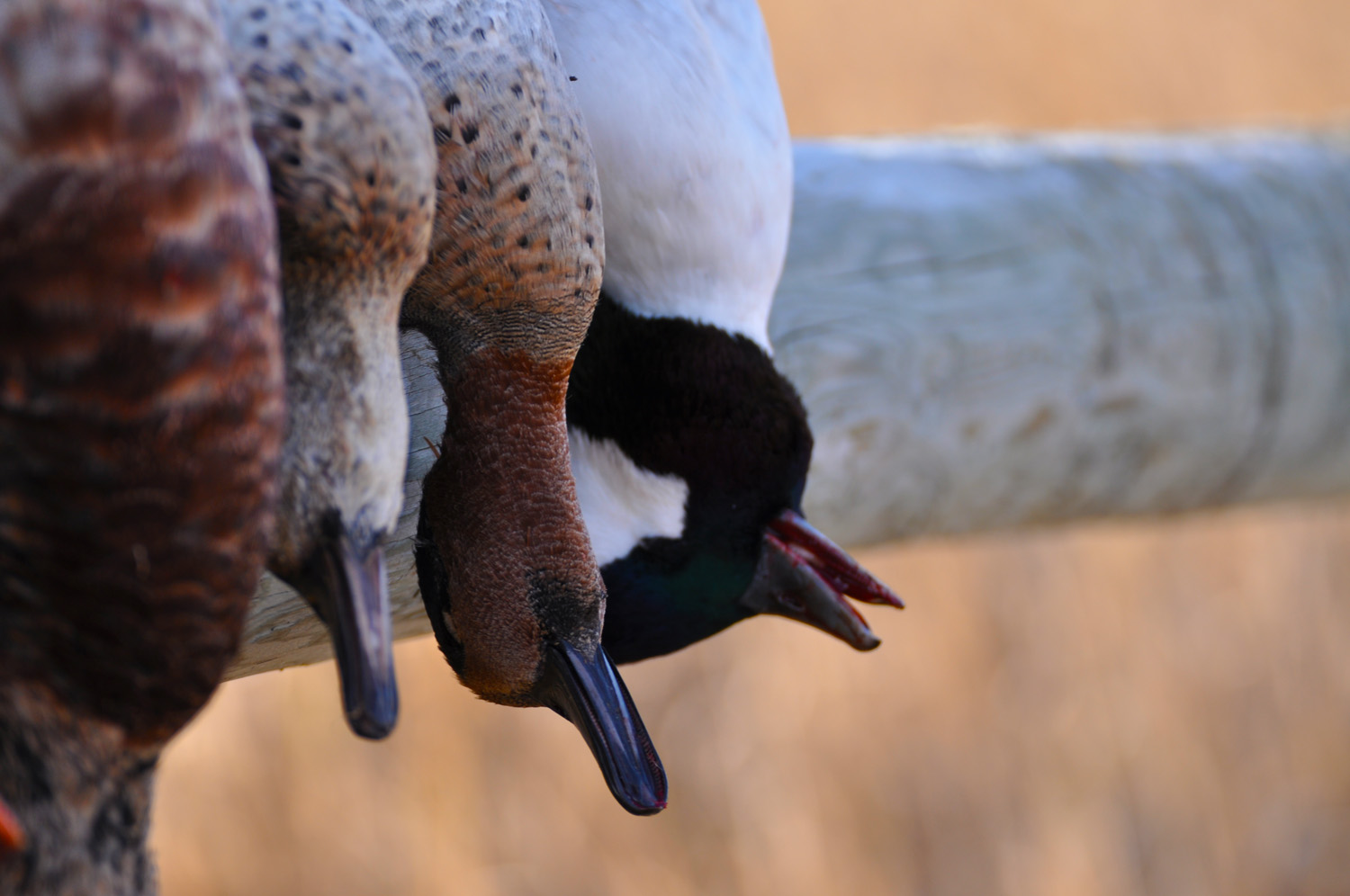 Minnesota Waterfowl Season Information