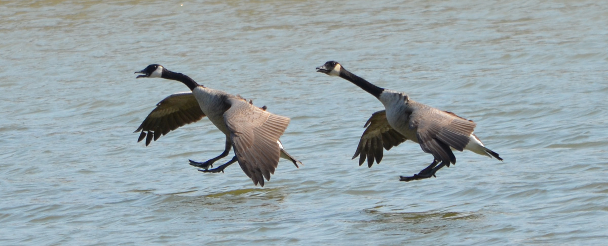 Finding Fur and Feathers Show #44: Shoot More Early Season Geese Using OnX