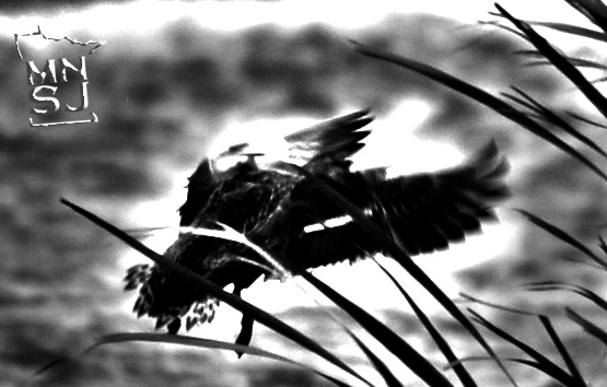 Delta Waterfowl’s Predator Management plan for 2013