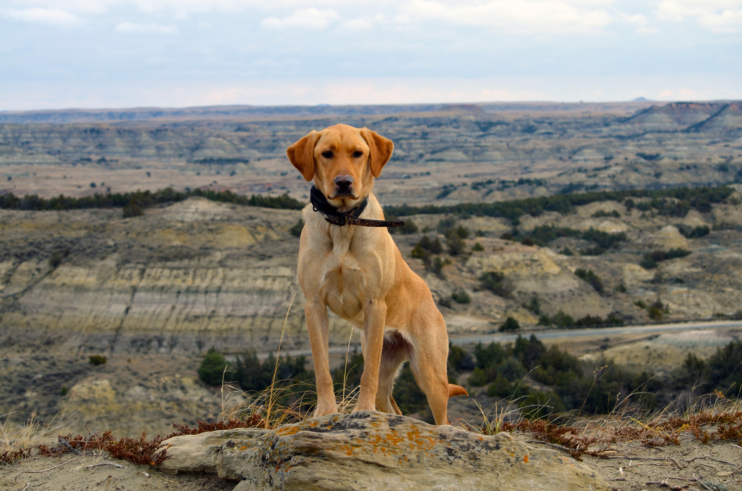 TO THE JUDGE AND JURY