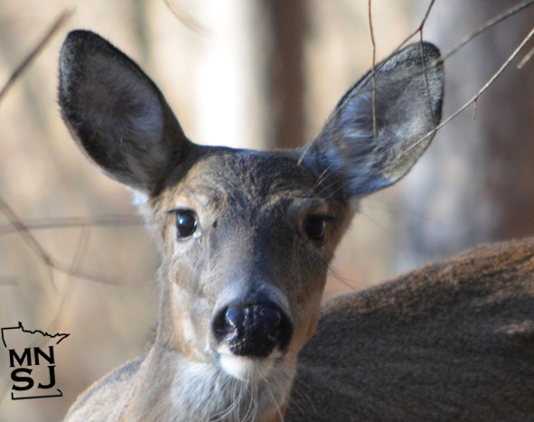 DNR To Increase Deer Numbers In 40 Permit Areas