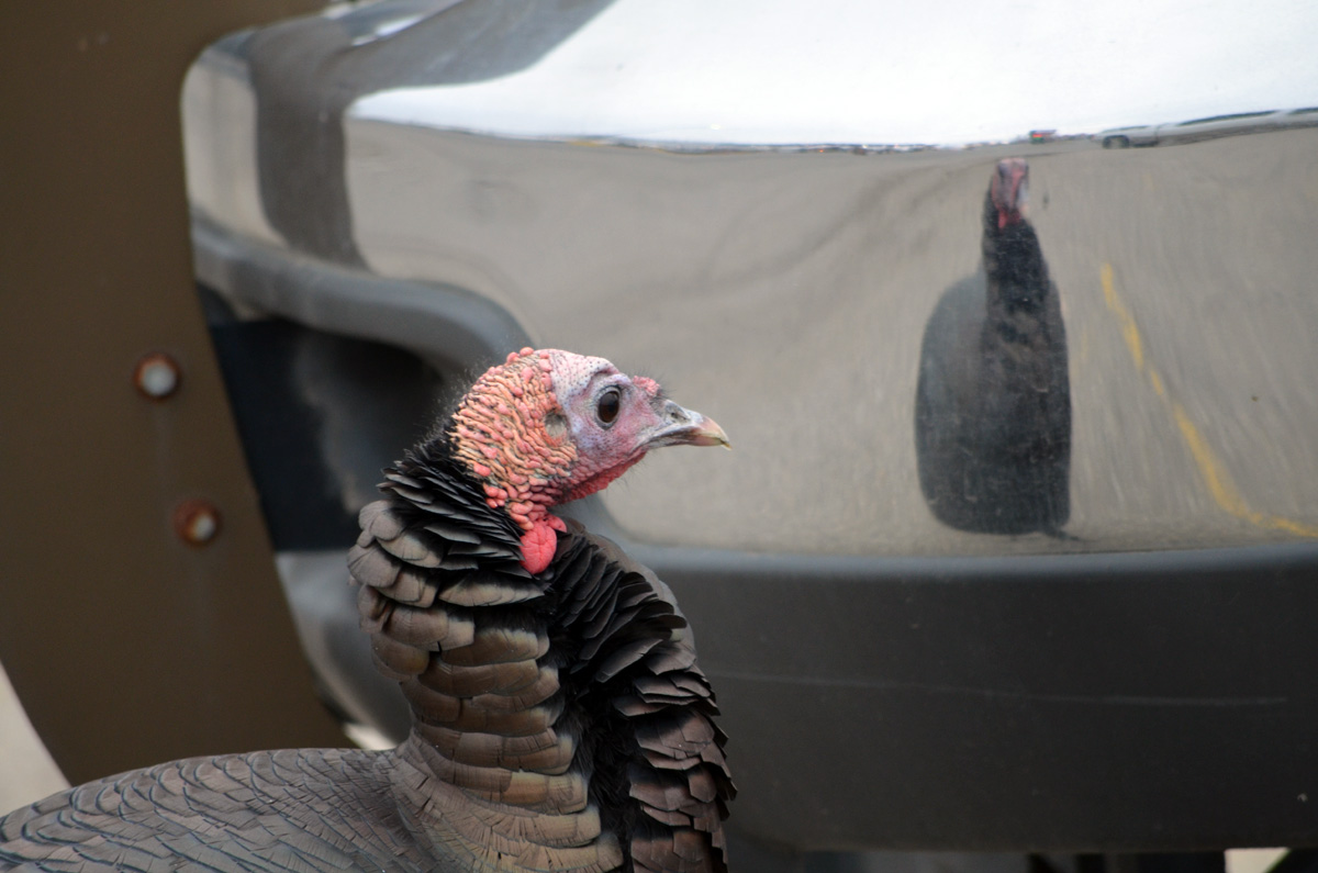 Goodbye Roger, The Glyndon Turkey