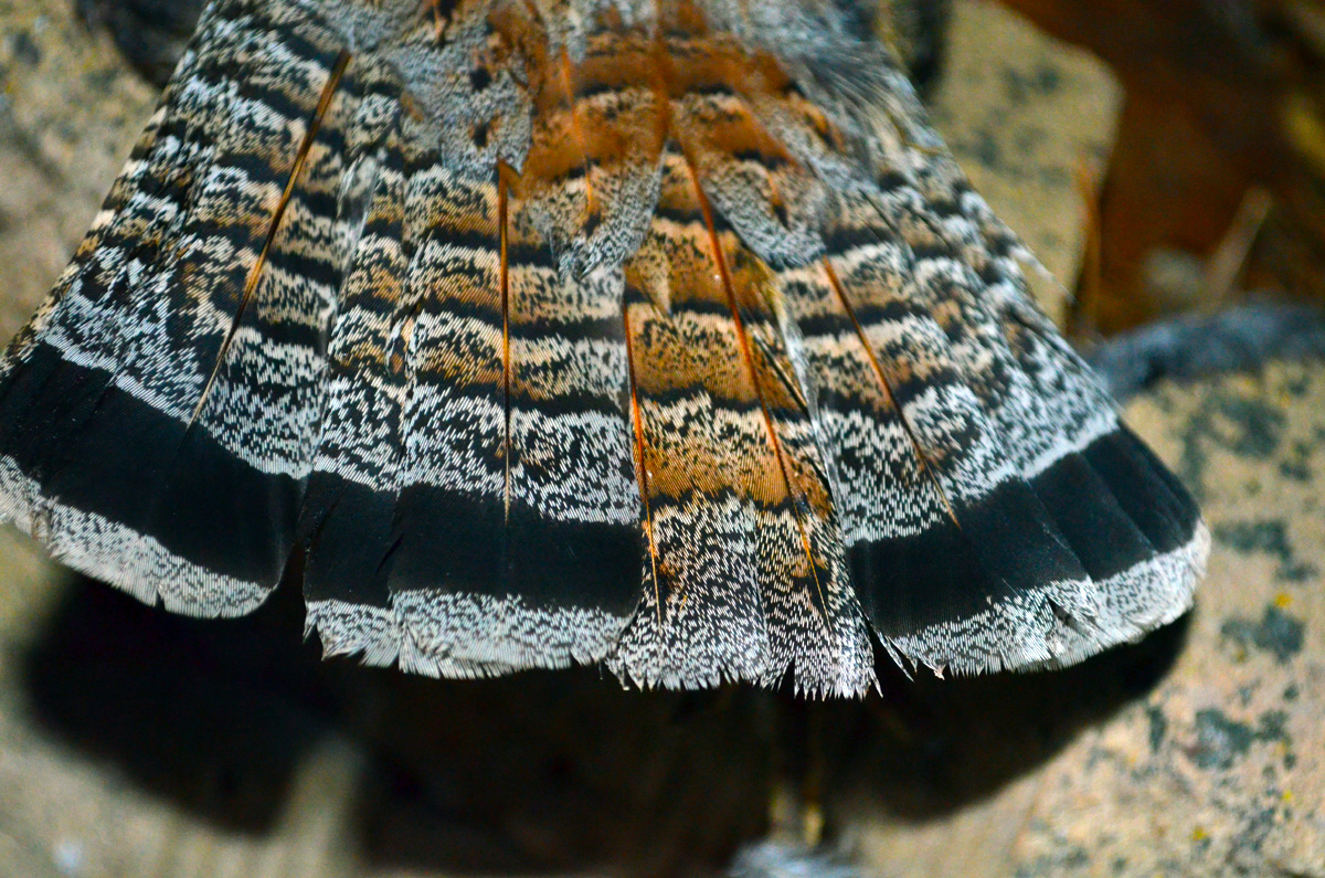 Ruffed Grouse Spring Drumming Count Results