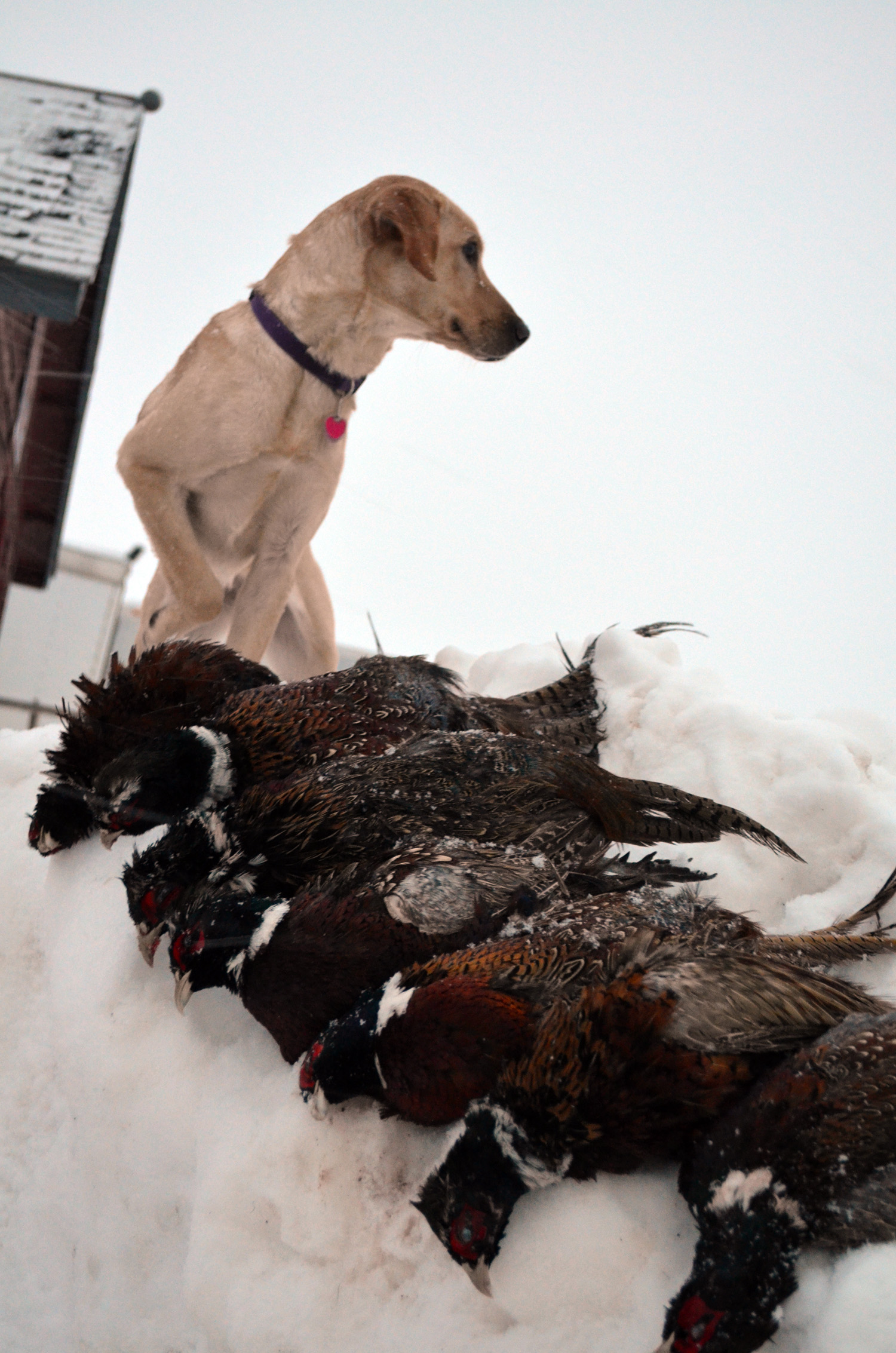 When snow gives you lemons…