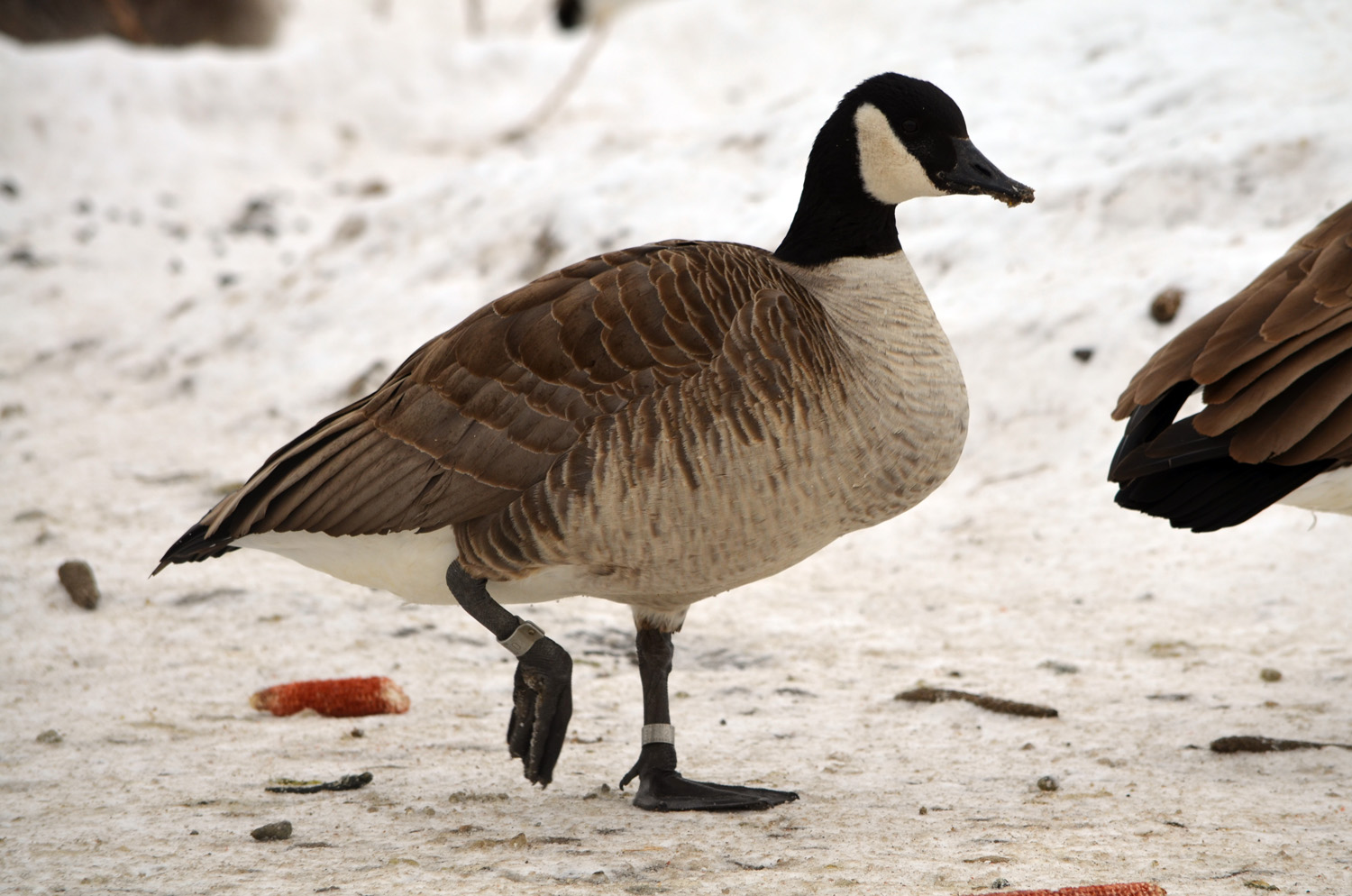 VIDEO:  Banded geese in northern Minnesota
