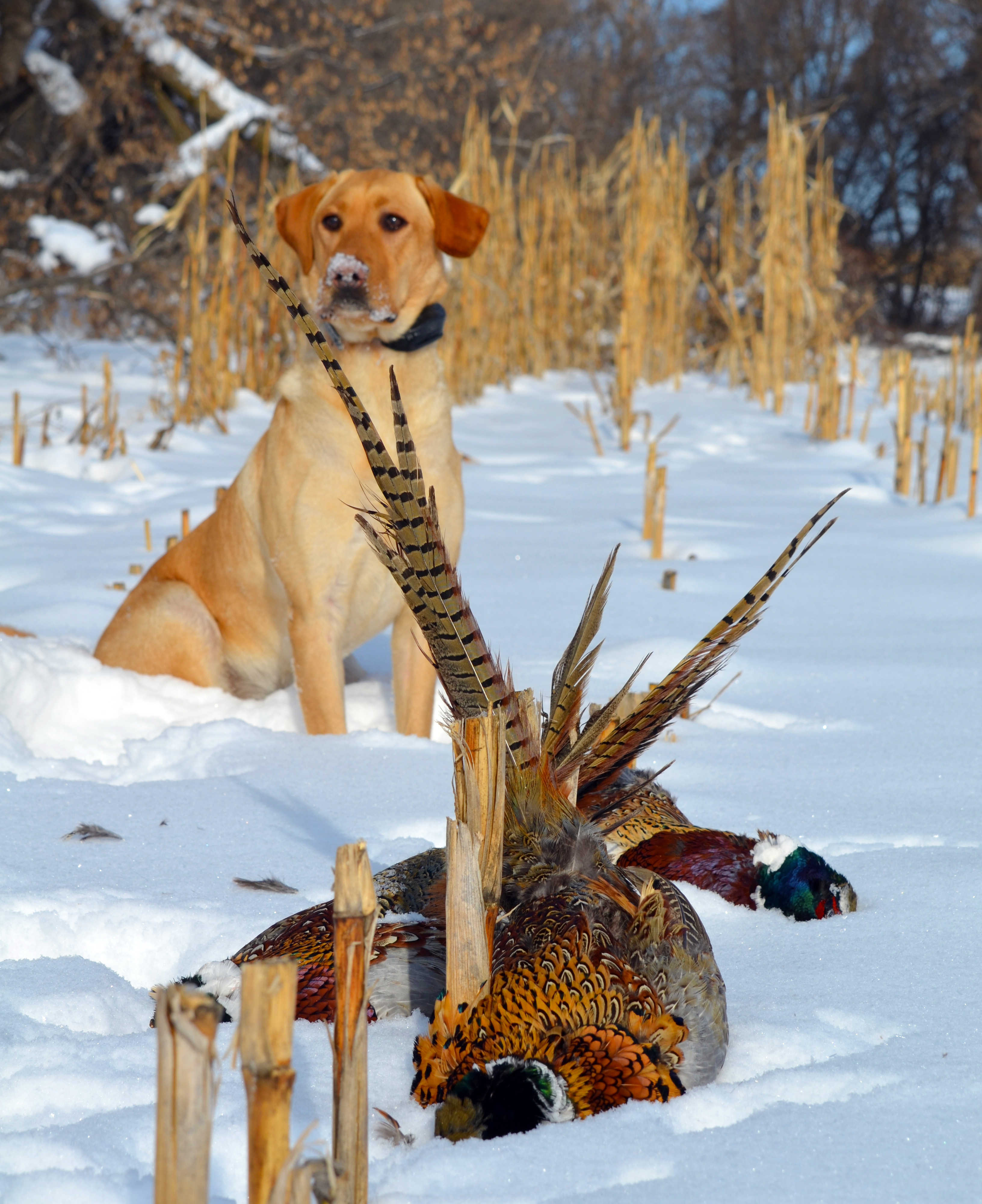 Governor Dayton Wants More Minnesota Pheasants.  Here’s How He Wants To Do It: