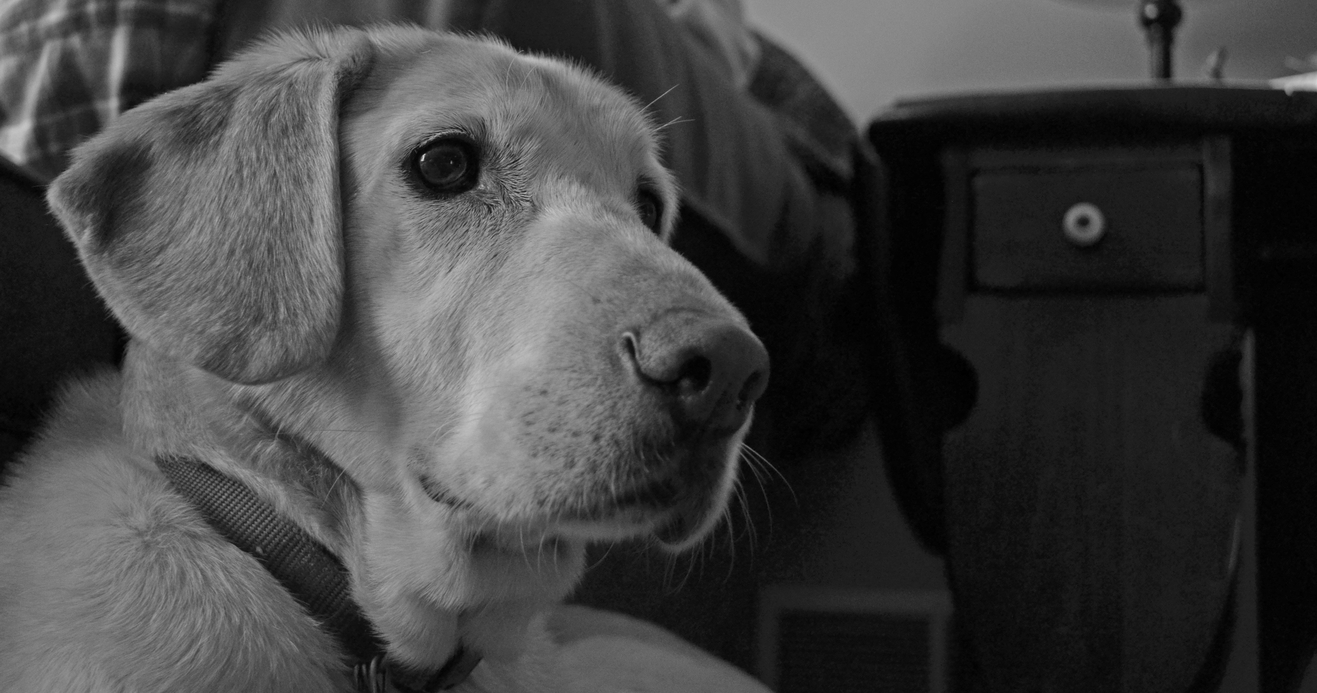 Bleeding paws and barbed-wire scars