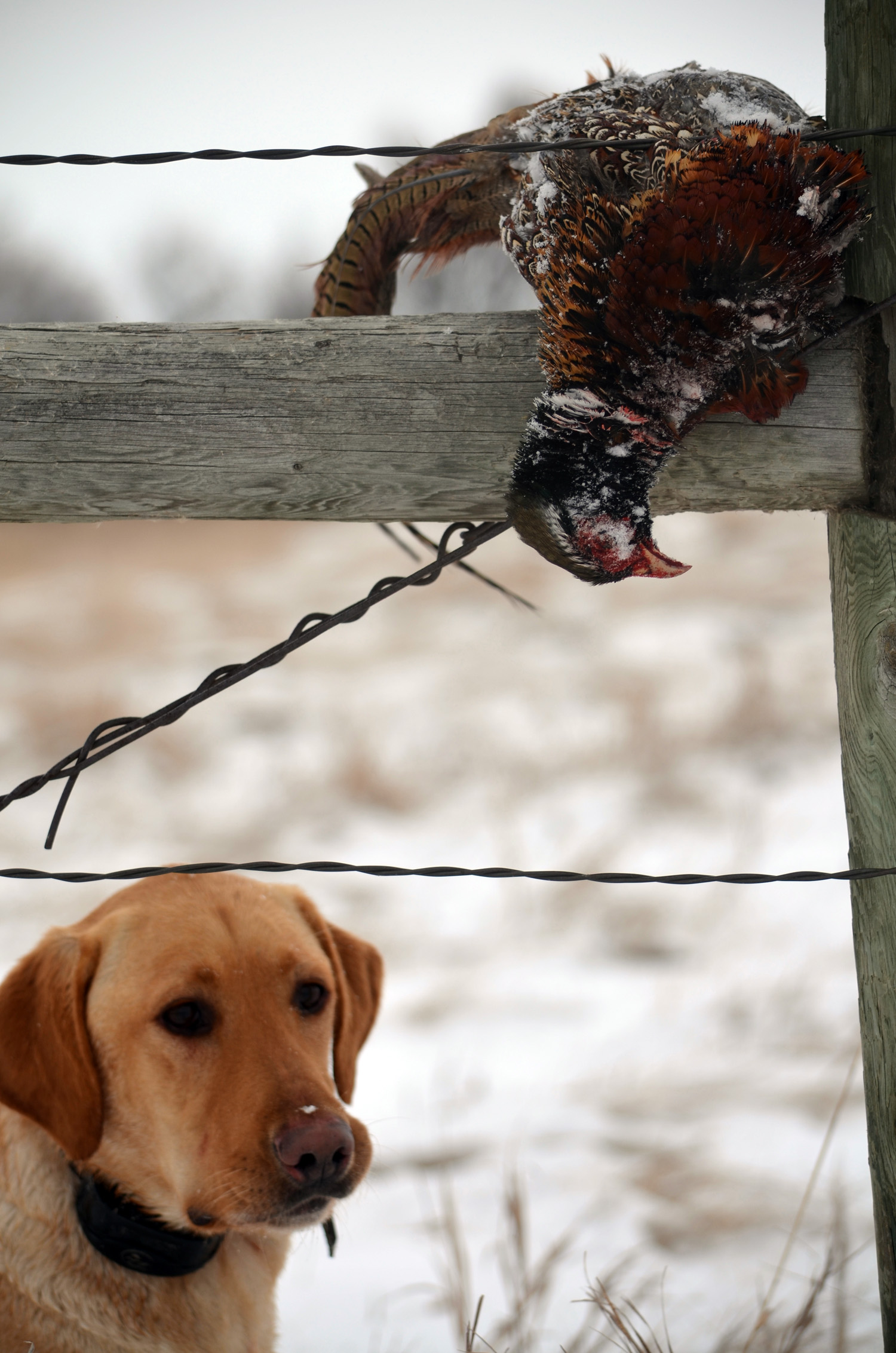 LONG RANGE LONGTAILS