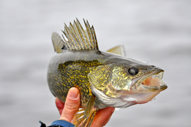 Escanaba in Da Moonlight…