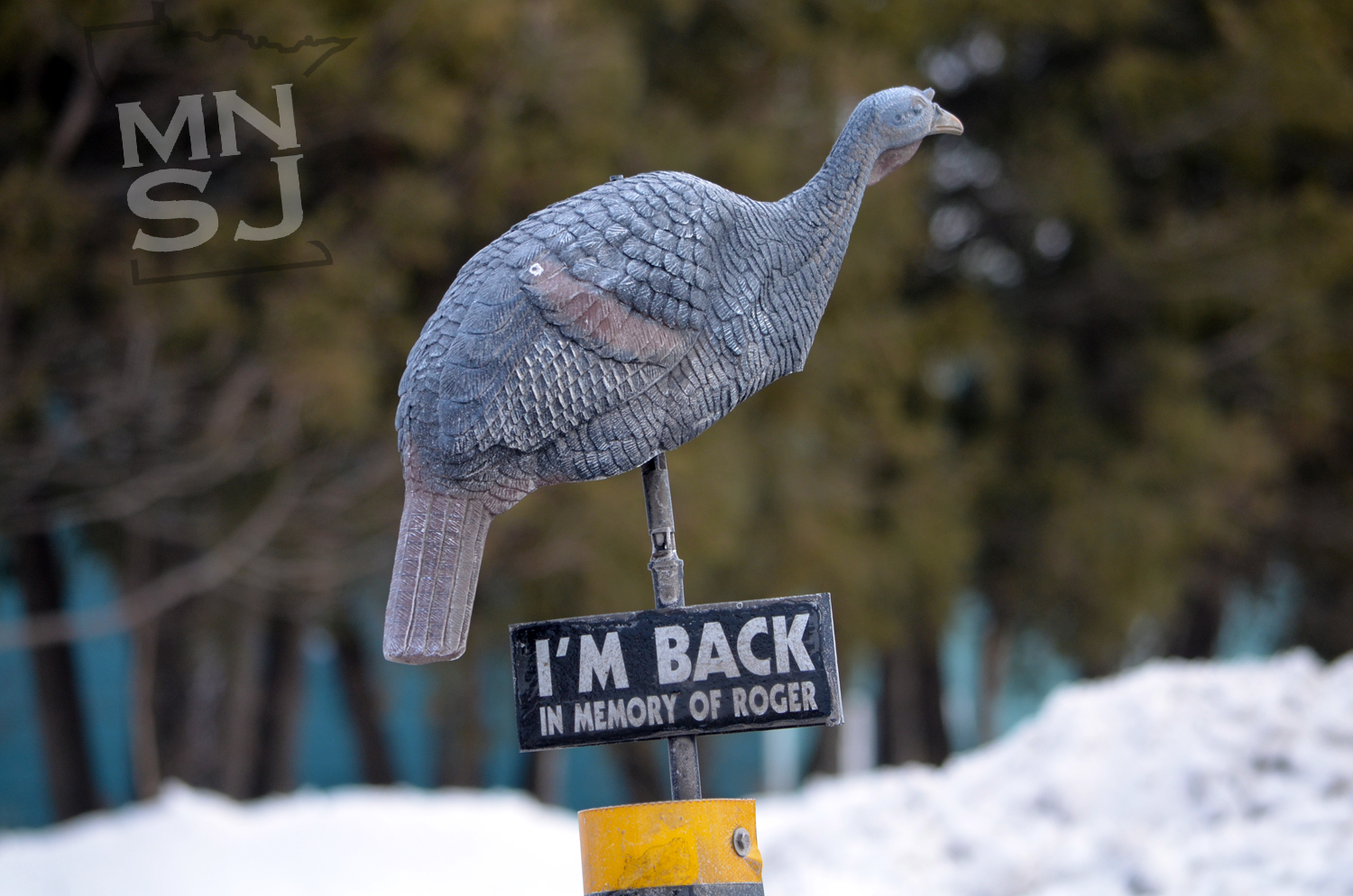 Roger the turkey, is back?
