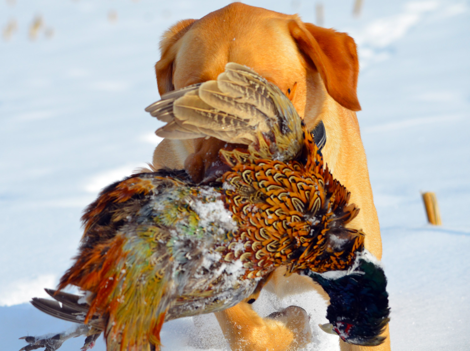 MNSJ Caption Contest!