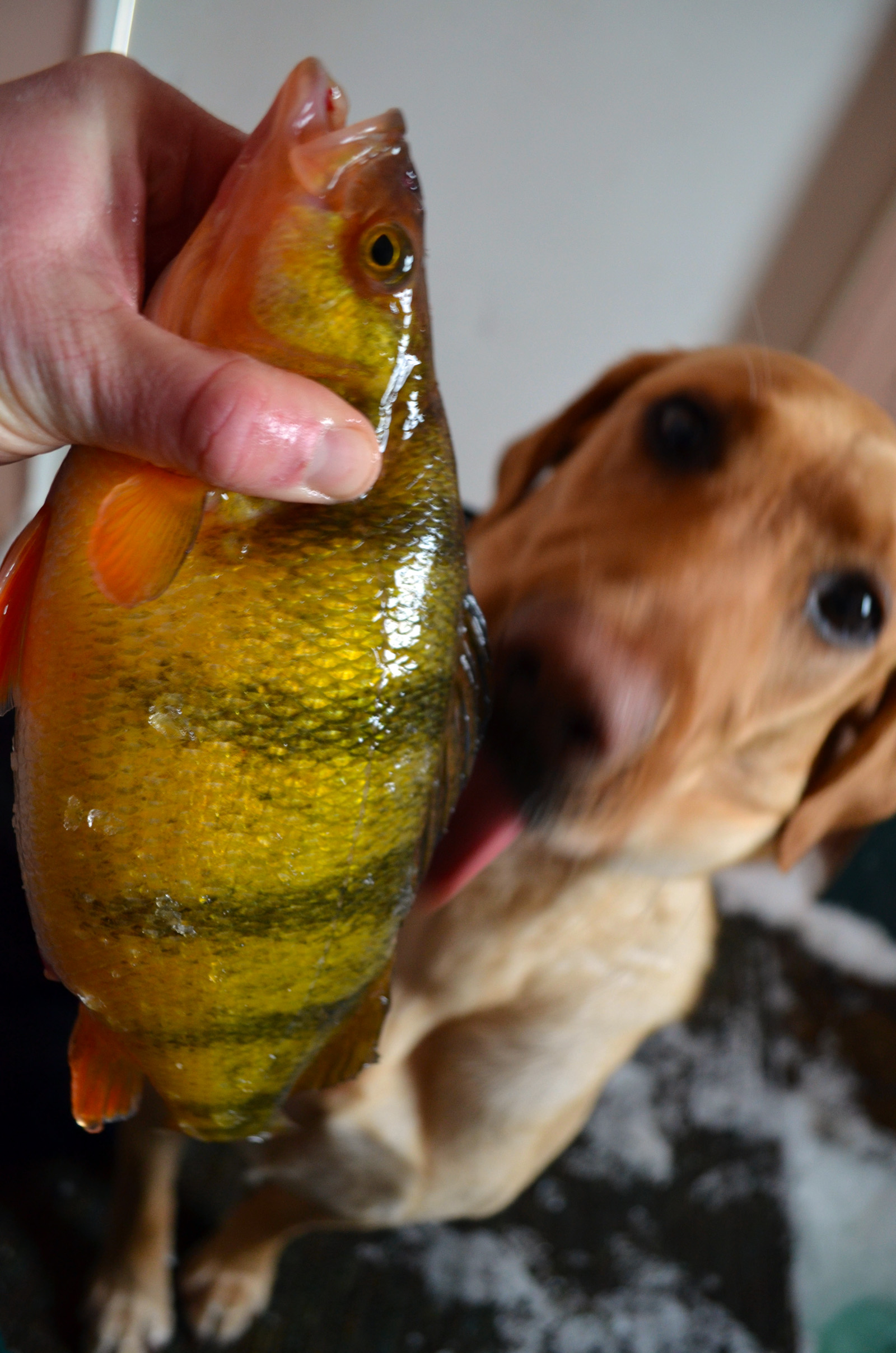 Bonus DR + a Devils Lake fishing report