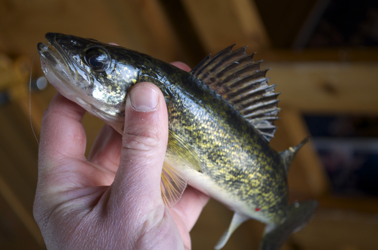 MIlle Lacs Winter Regulations Announced: Here’s how many walleyes you can keep