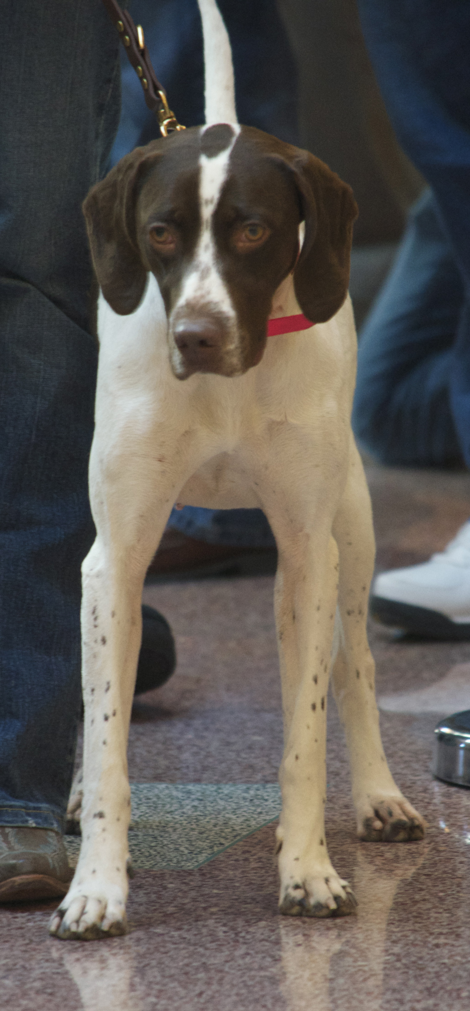 Do Males or Females Make Better Bird Dogs?