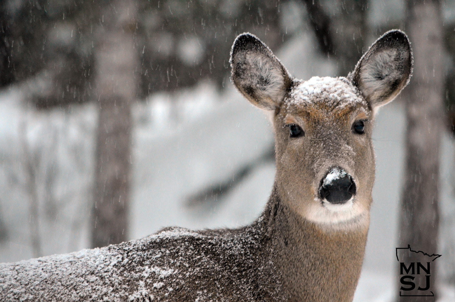 CWD Confirmed in Wild Deer Near Wheaton in Western Minnesota