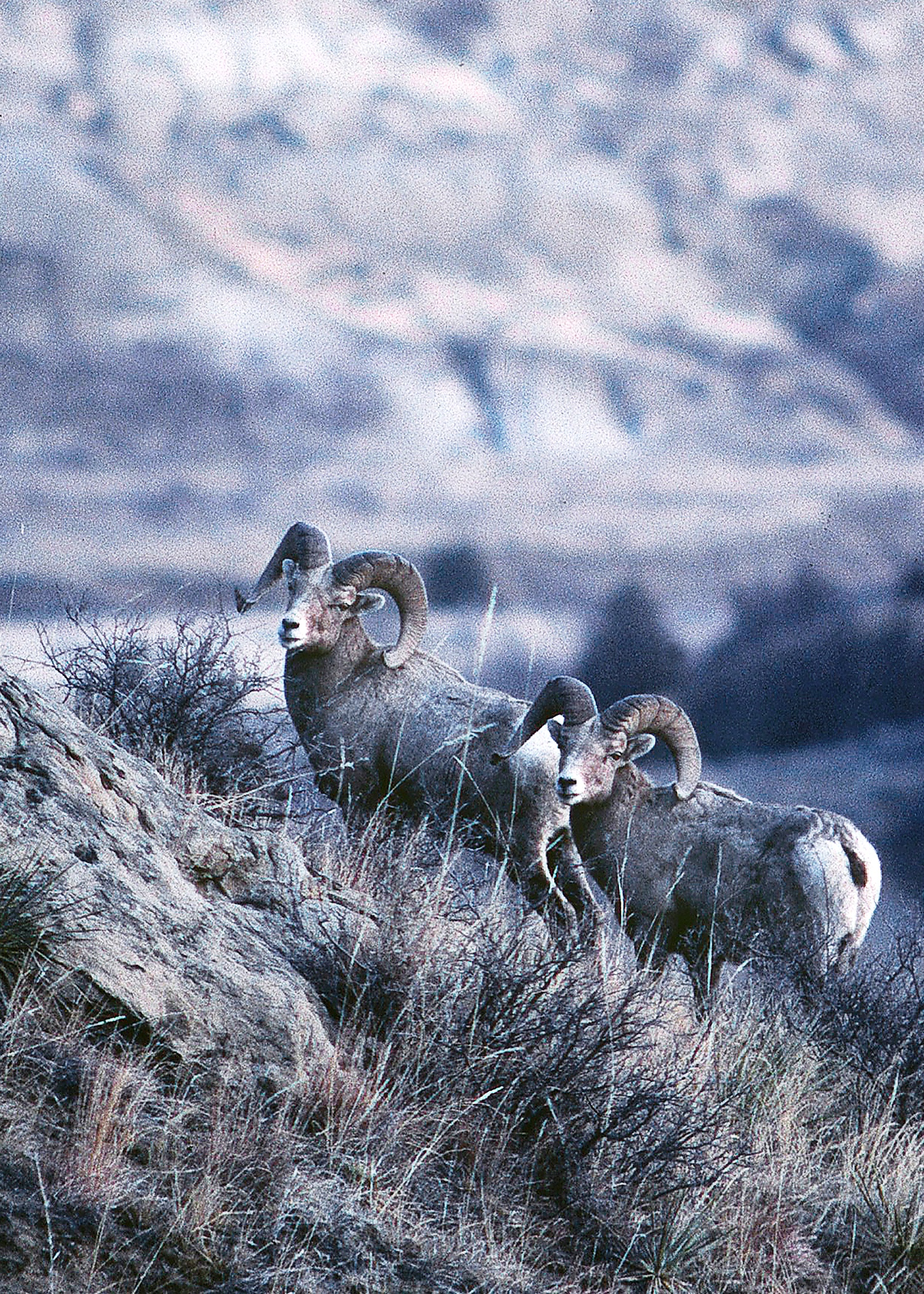 Dakota Report: Once in a lifetime ND tags