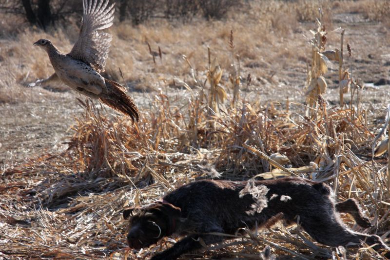 Does Your Bird Dog Know the Difference Between a Hen and a Rooster?