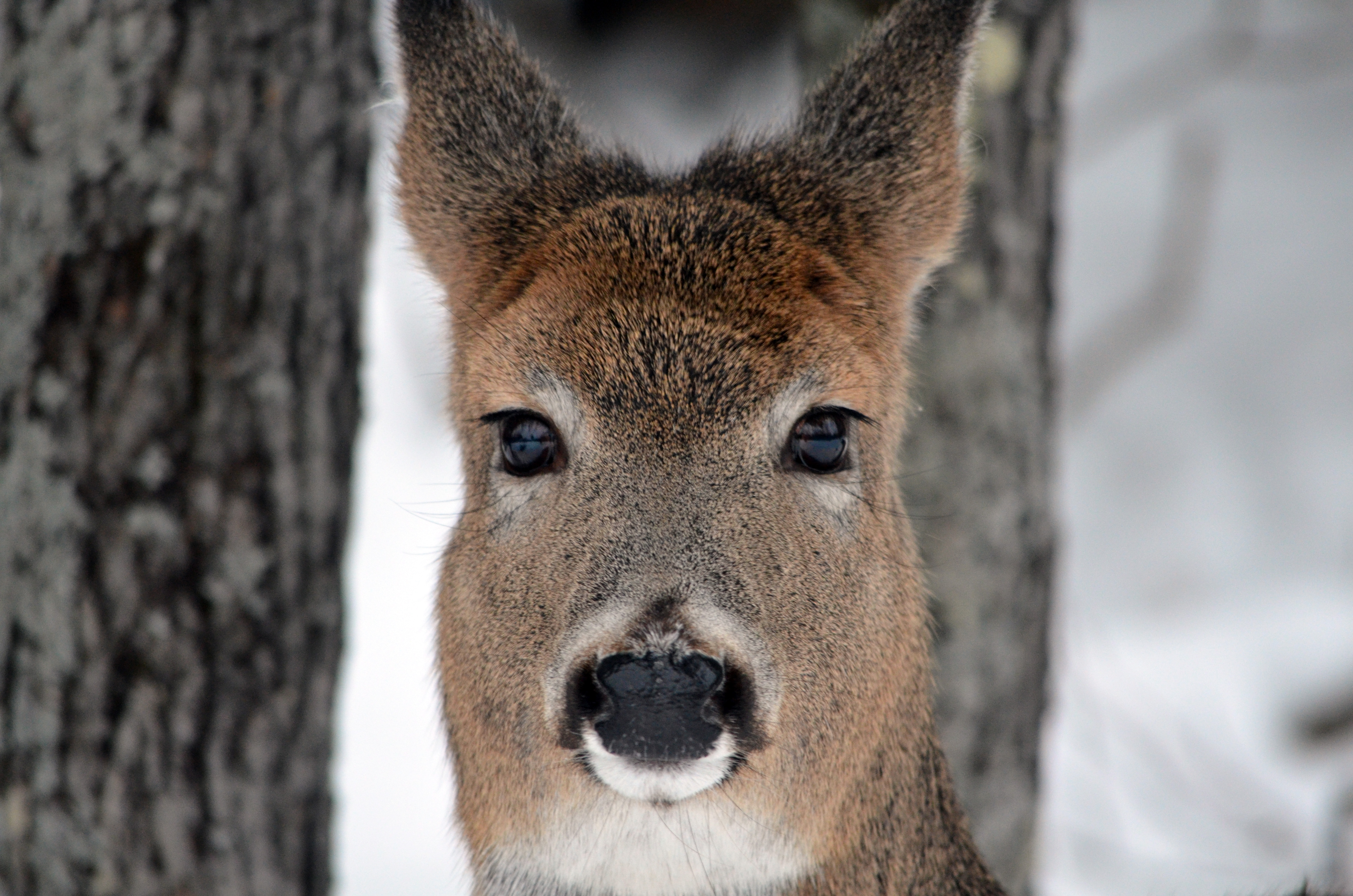 MN DNR Announces 2022 Deer Season Preliminary Harvest Results