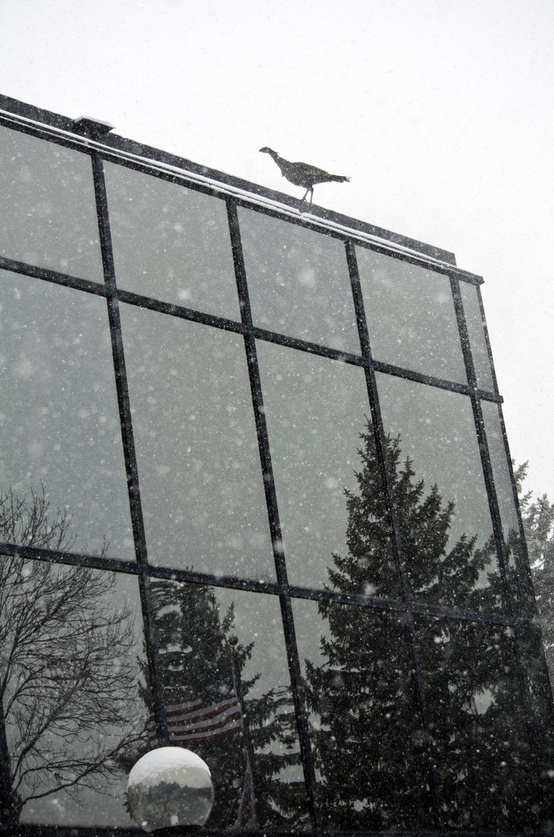 Spring (?) waterfowl photos