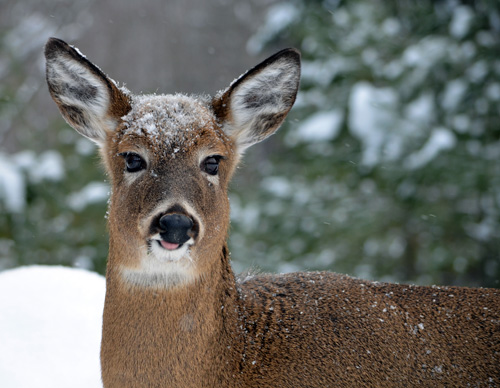 IN THE NORTH, IN THE SPRING – preview