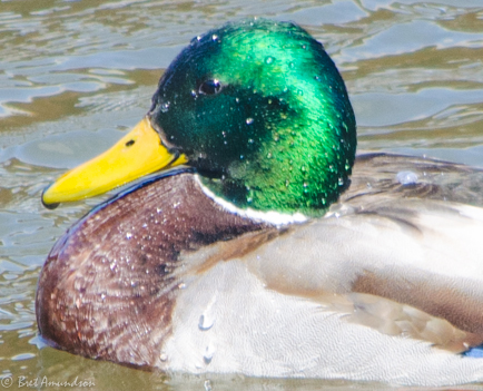 Minnesota Waterfowl Symposium and Hall of Fame