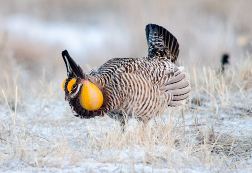 Prairie Chicken Lottery