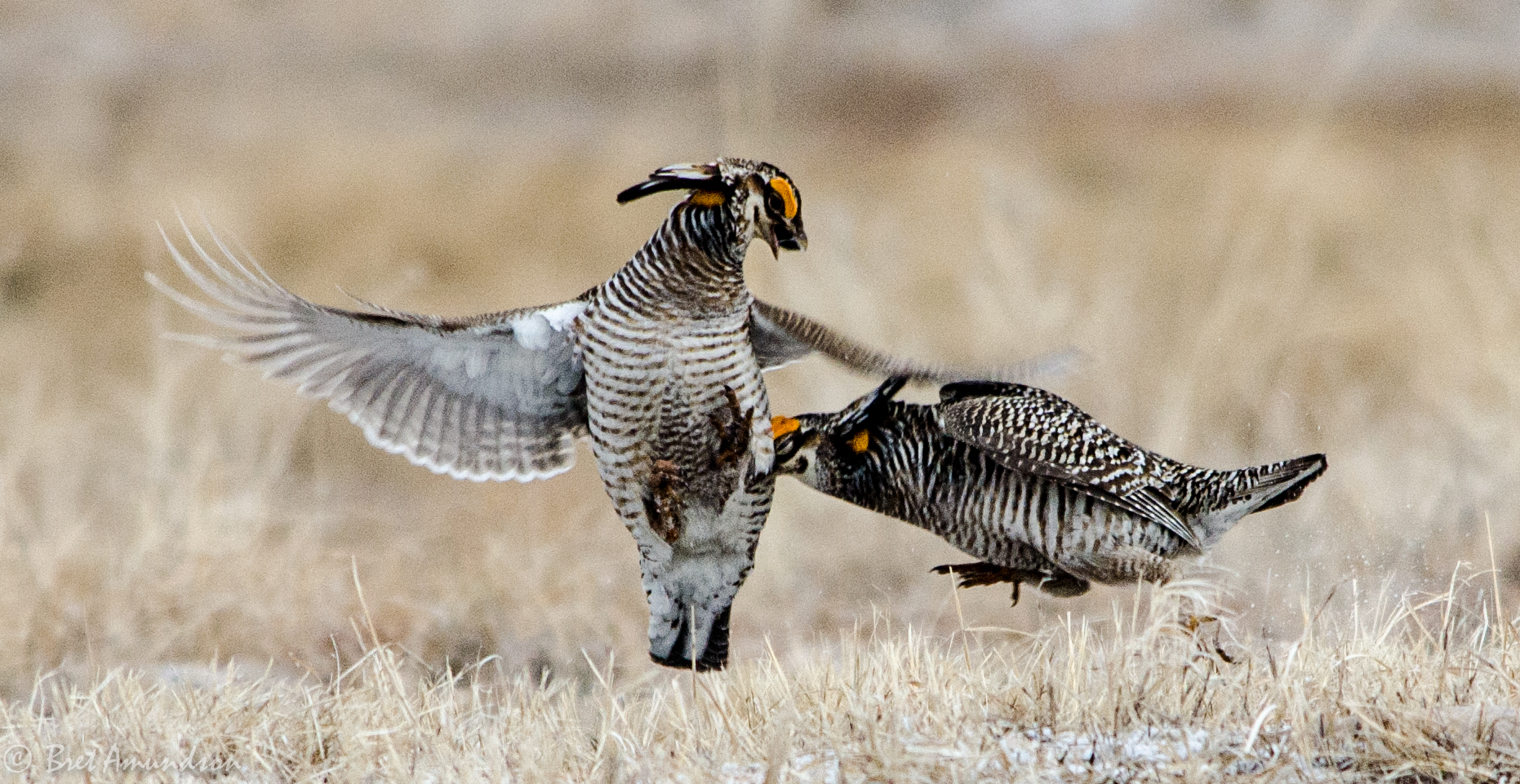 Want To Hunt Prairie Chickens?