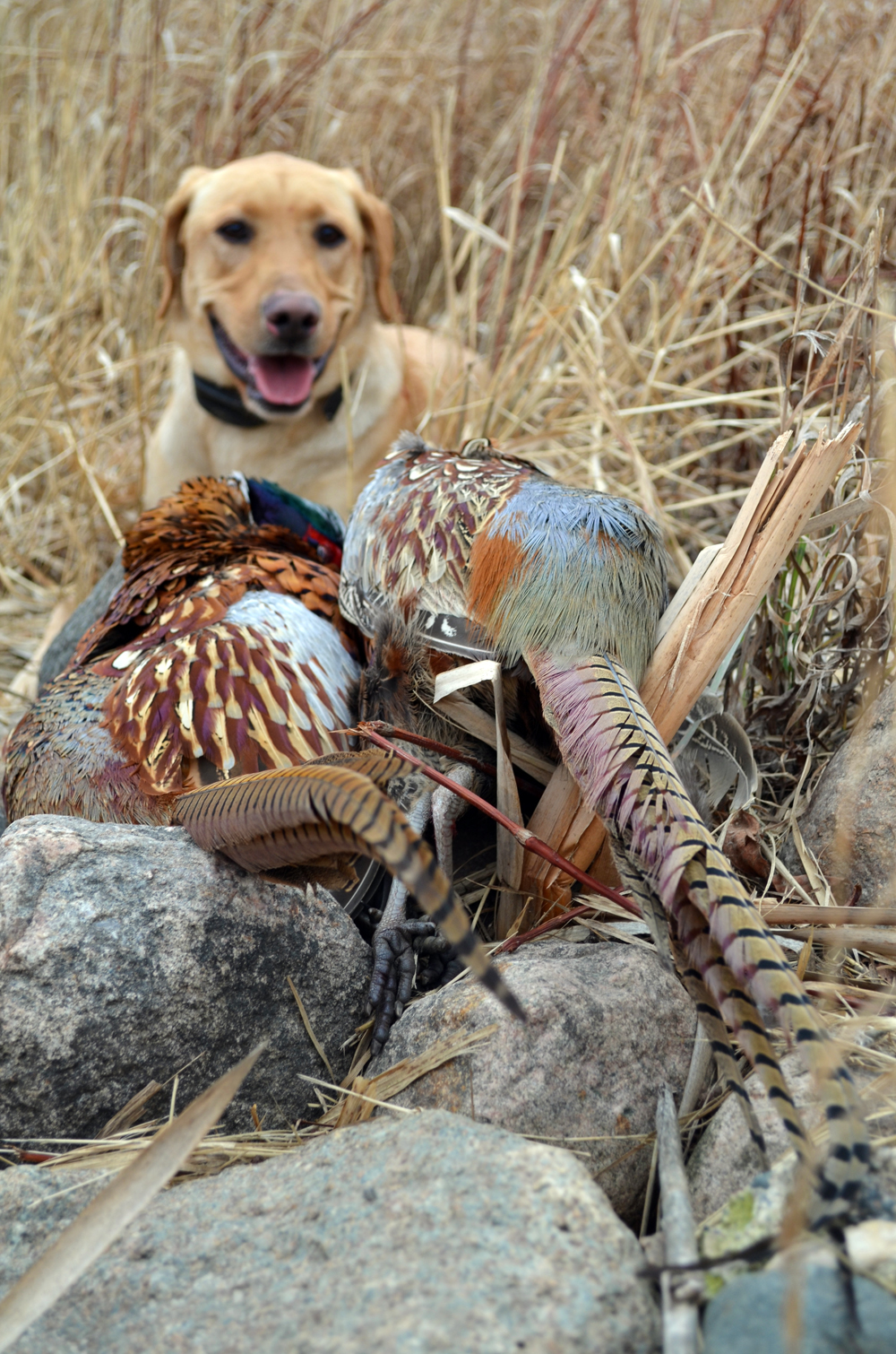 Montevideo Named Host For 2016 Governor’s Pheasant Opener