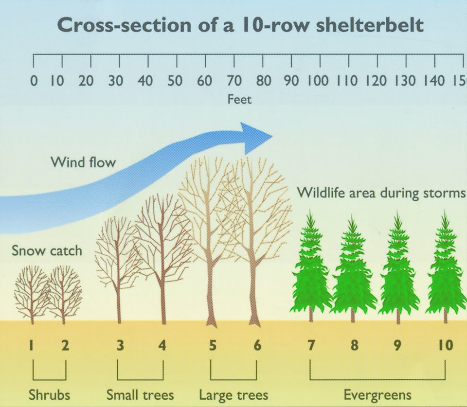DESIGNING SHELTERBELTS FOR PHEASANT WINTER COVER