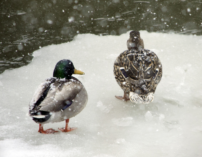 FROM THE DNR: Boat ramp conditions vary, lake closure, and timber sale info.