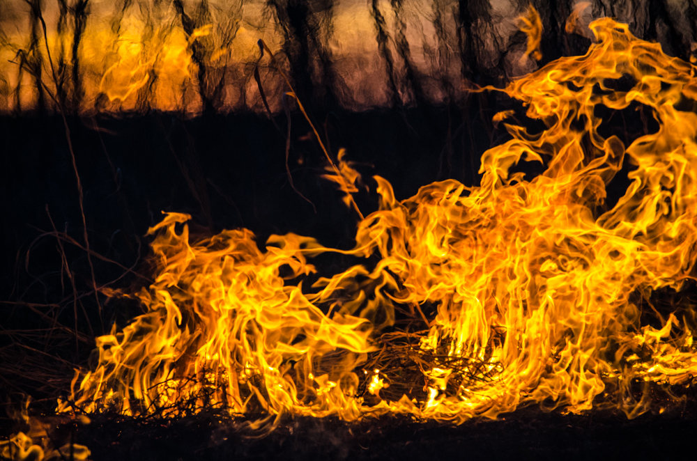FROM THE DNR: Wildfire danger, leaping carp and bird harvest numbers
