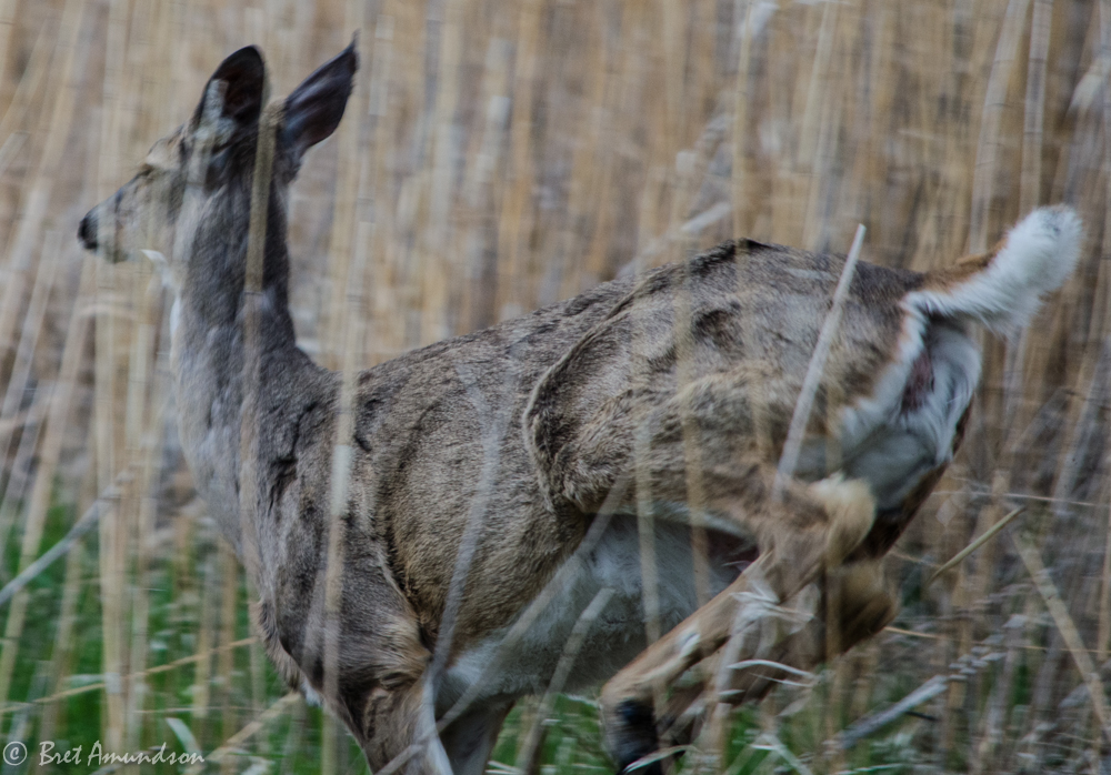 DNR/Deer Listening Sessions:  4 Meetings Remain
