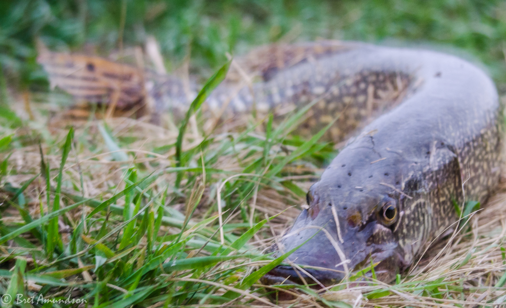 TURKEY DAY: Let’s order a pizza.
