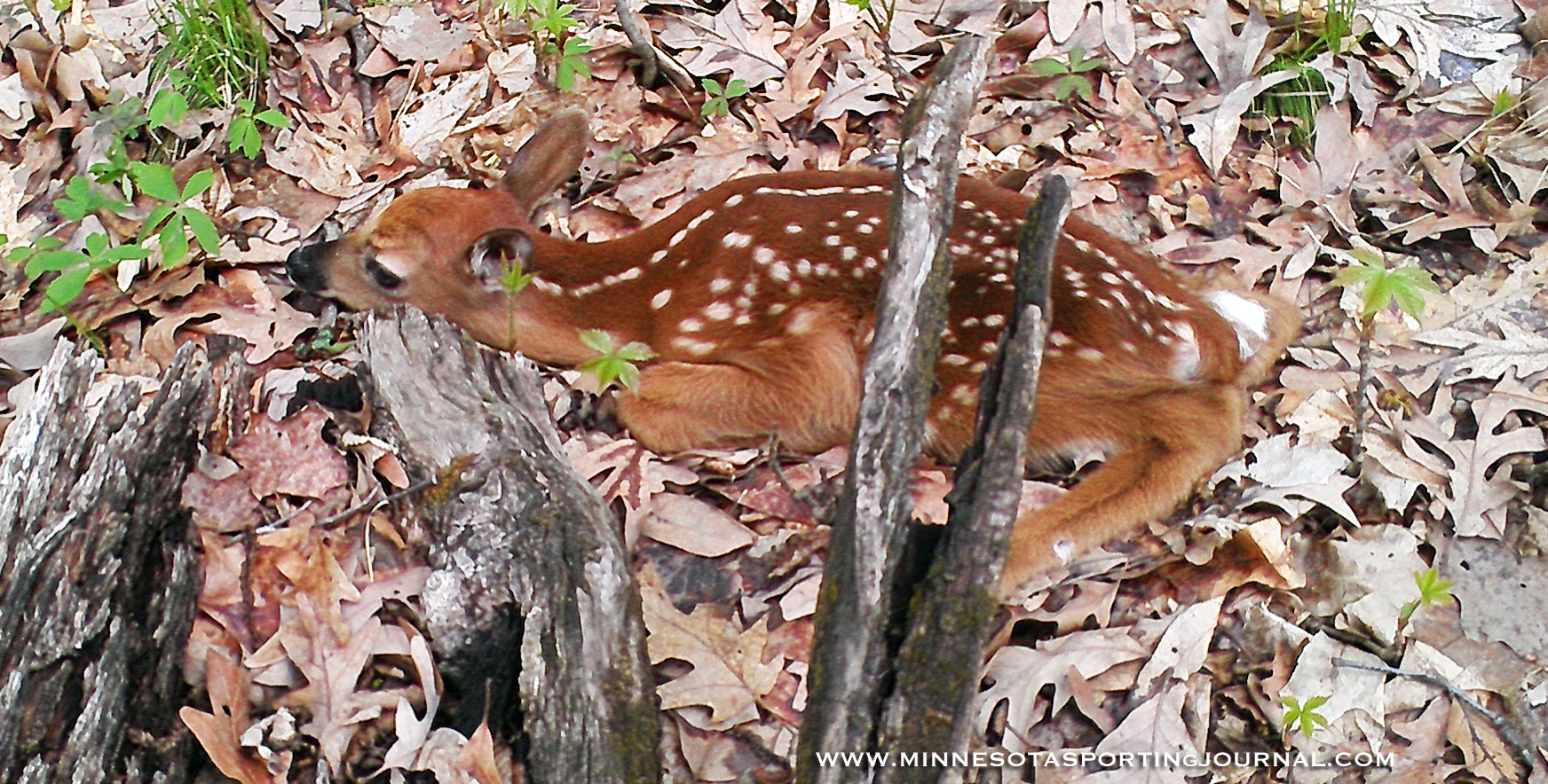 FROM THE DNR: Weekly Conservation Officer Report