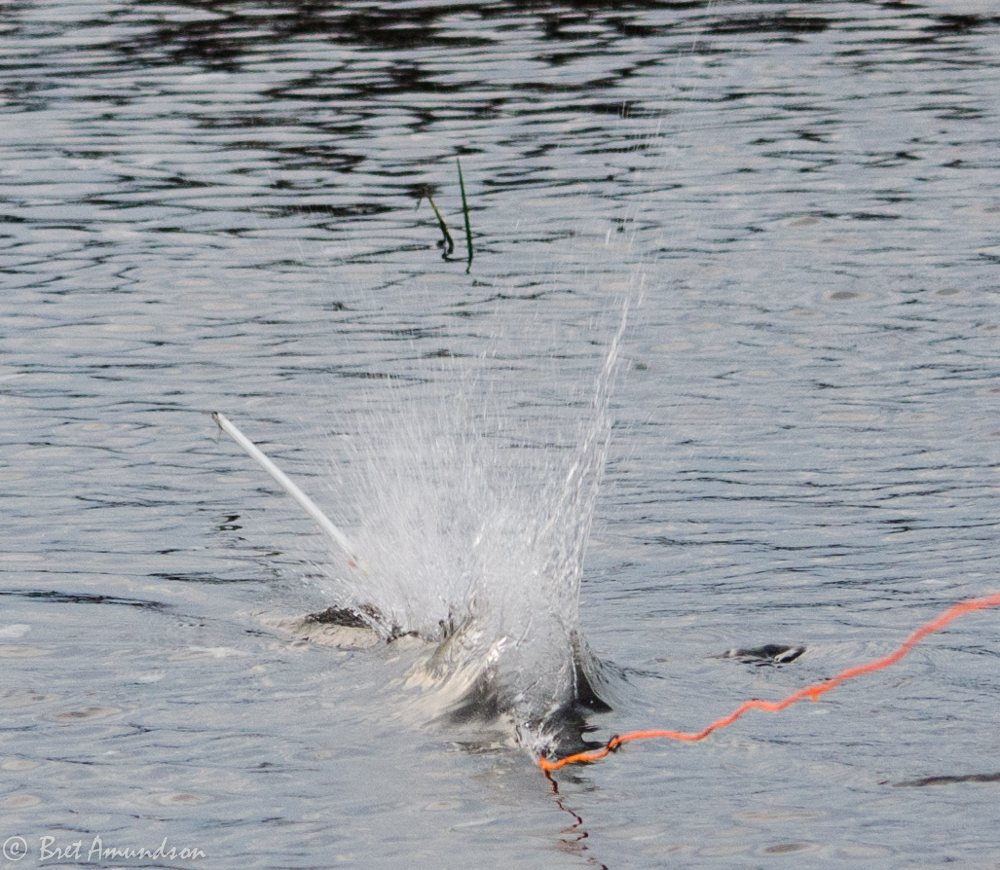 Spring Teaser: 27 fish in 8 minutes bowfishing!