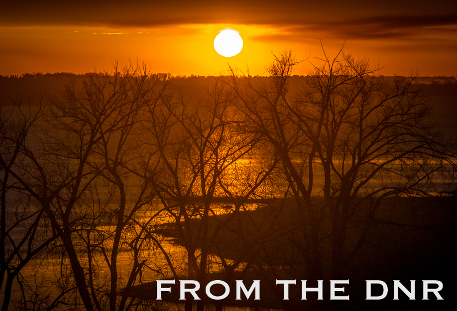 Starry Stonewort Confirmed in Beltrami County Section of Mississippi River