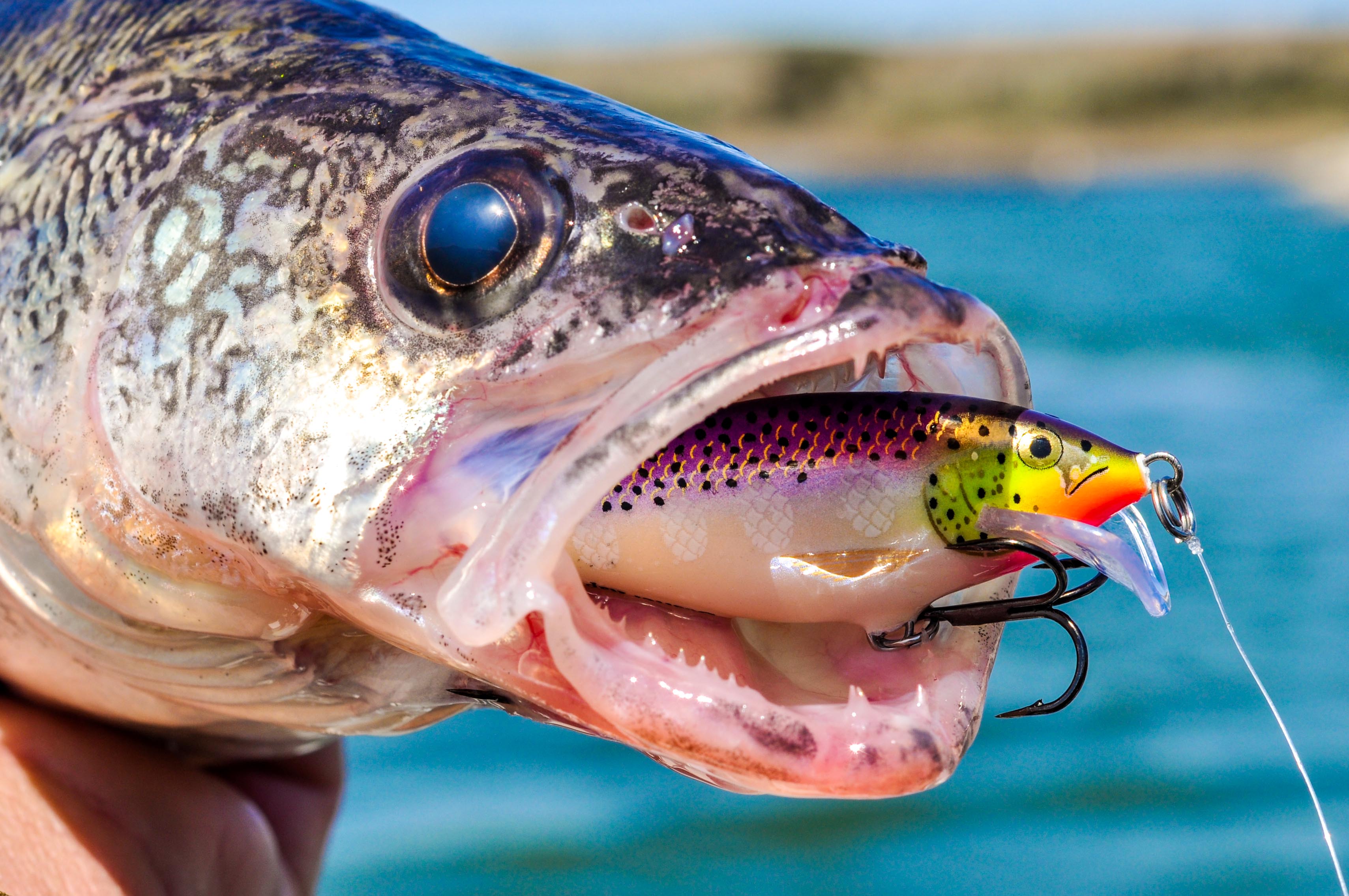 MNSJ RADIO: On This Week’s Show