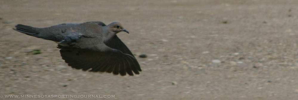 DNR NEWS RELEASE: Mourning Dove Season Preview, Wolf Population Update, Waterfowl Seasons Set, and More