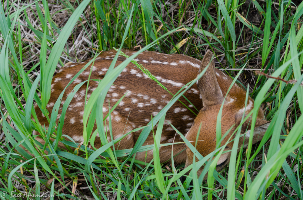 WEEKLY GAME AND FISH VIOLATIONS: