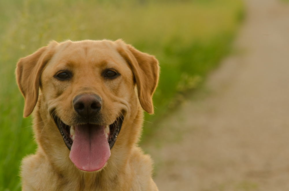 OFFSEASON REGIMEN: Keeping you and your dog sharp in the summer