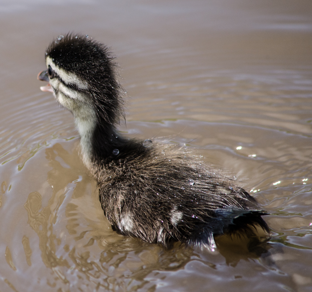 North Dakota Duck Brood Numbers Jump Nearly 80%