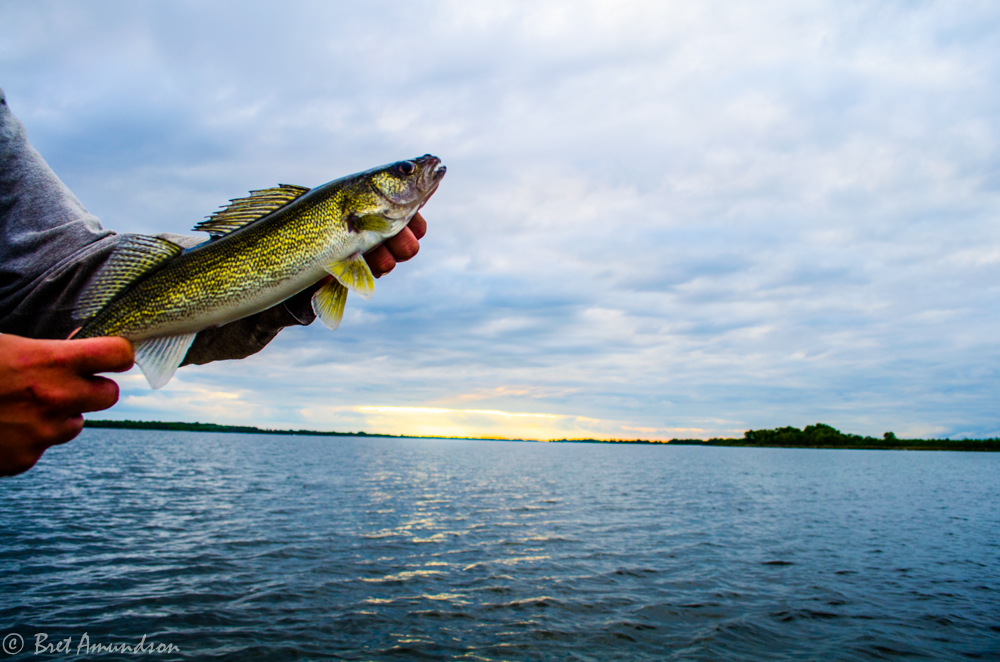 Upper Red Lake Walleye Regulations Announced for 2023 Open Water Season
