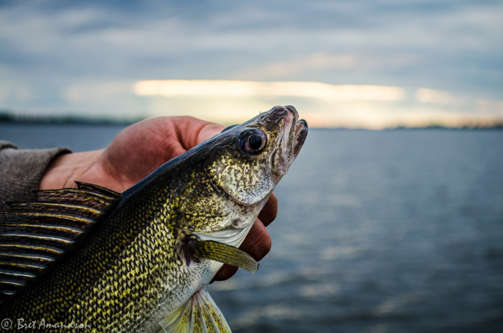 Mille Lacs Walleye Harvest Slot Relaxed For Fall