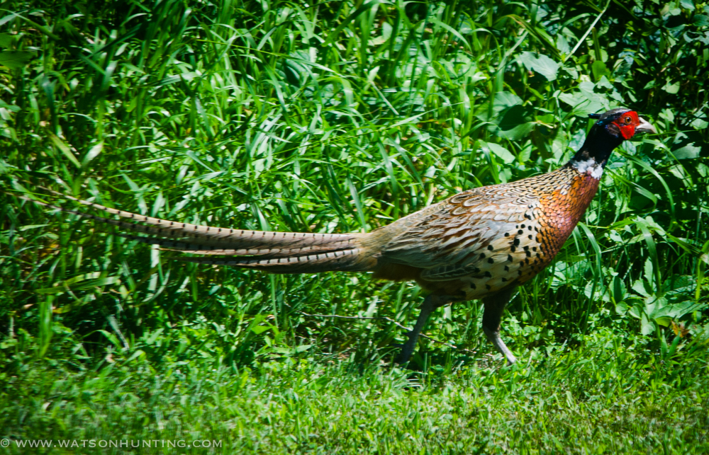 FROM THE DNR: Bear license deadline, 2013 Governor’s Pheasant Opener details