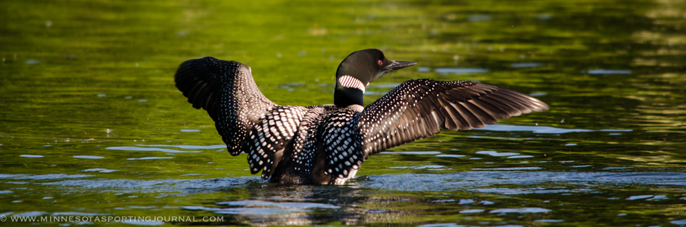 LOON KICKS GOOSE OFF NEST: VIDEO