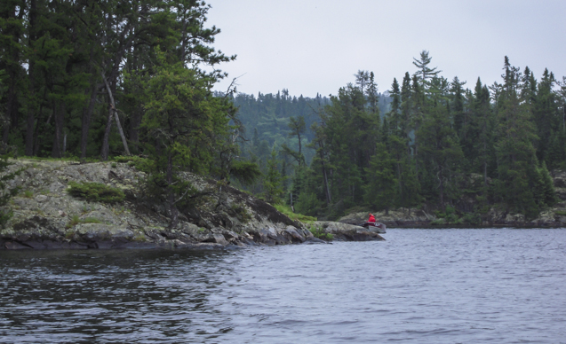 Canadian Lynx Caught on Video With A Red Fox.