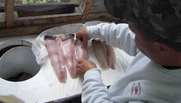 FROM THE DNR: Anglers fined, turkey population grows, and more.