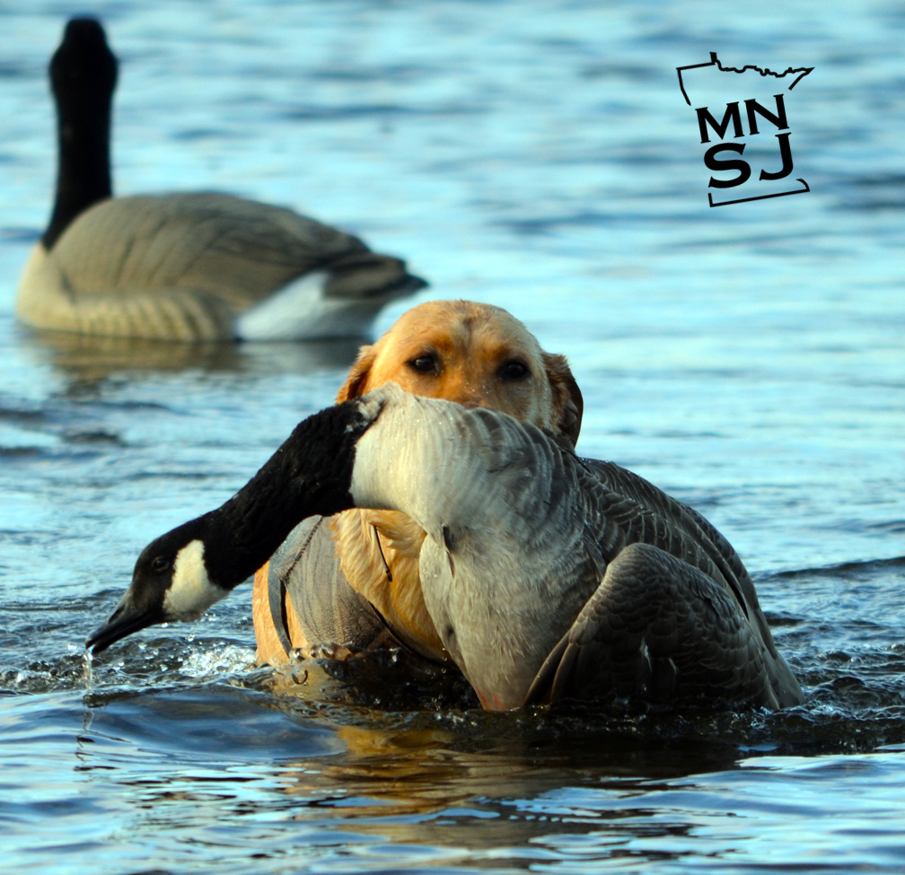EARLY CANADA GOOSE AUG 10-YES OR NO?